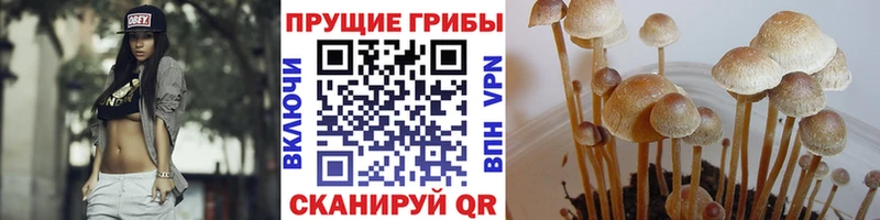 цена наркотик  Ахтырский  Галлюциногенные грибы Cubensis 